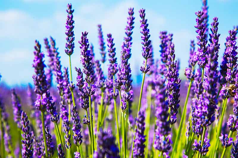 紫色的薰衣草花植物在阳光下的田野里生长，背景是明亮的蓝天。BOB体育APP苹果下载