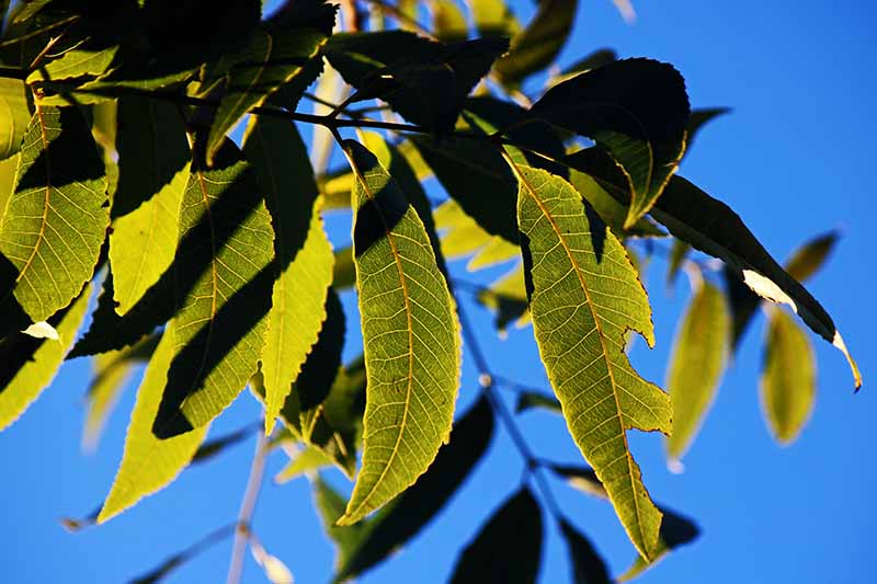 一张健康的山核桃树枝的特写，上面有绿色的叶子，一些在阴影中，在明亮的阳光下，蓝天背景。