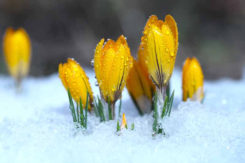早春，在柔和的焦点背景下，经过过滤的阳光下，黄色番红花的花瓣上有水滴。