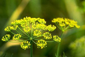 A close up of a yellow flower of the Anethum graveolens plant in filtered sunshine on a soft focus green background.