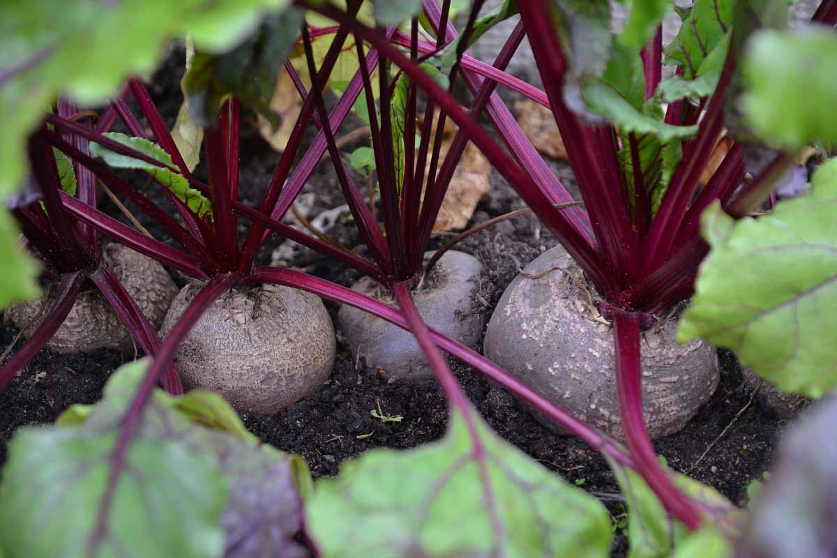 甜菜根的关闭容器准备收获,通过丰富与顶部的根戳朴实的土壤,和暗紫色的茎与亮绿色叶软焦点周围。