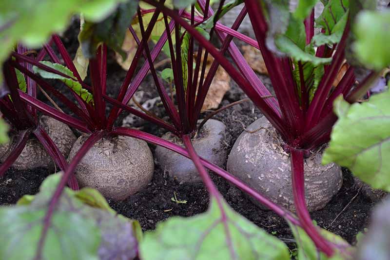 一个容器里准备收割的甜菜根的特写，根的顶部从肥沃的泥土中伸出来，深紫色的茎和亮绿色的叶子在周围的柔和焦点。