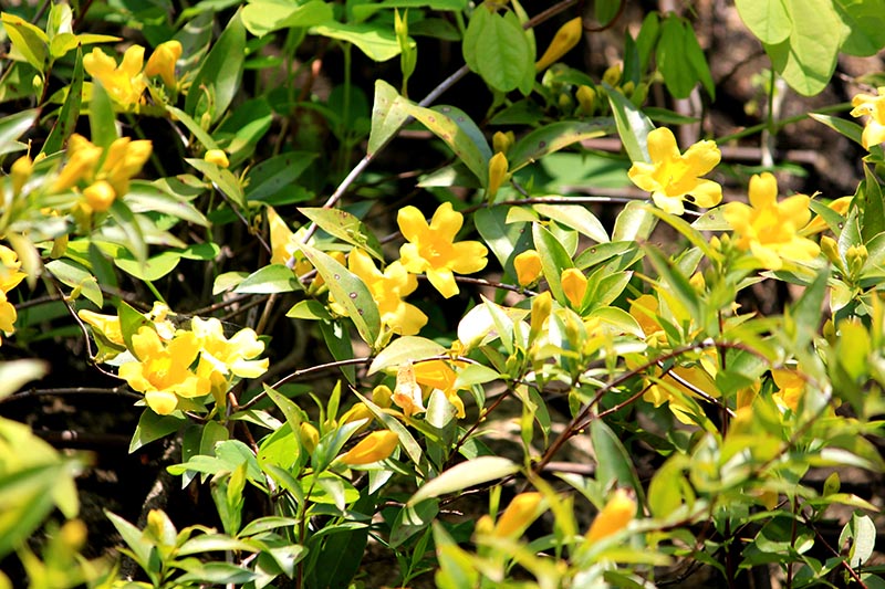 这是一株生长在花园里的Gelsemium sempervirens的特写，在明亮的阳光下，明黄色的花朵与墨绿色的叶子形成了鲜明的对比，在背景中逐渐褪色。