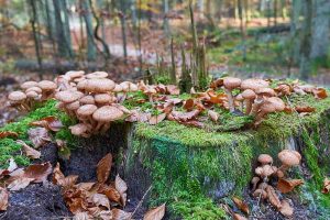 密切的一个死去的树墩的浅棕色蘑菇生长,在秋天树叶和森林软焦点的背景。