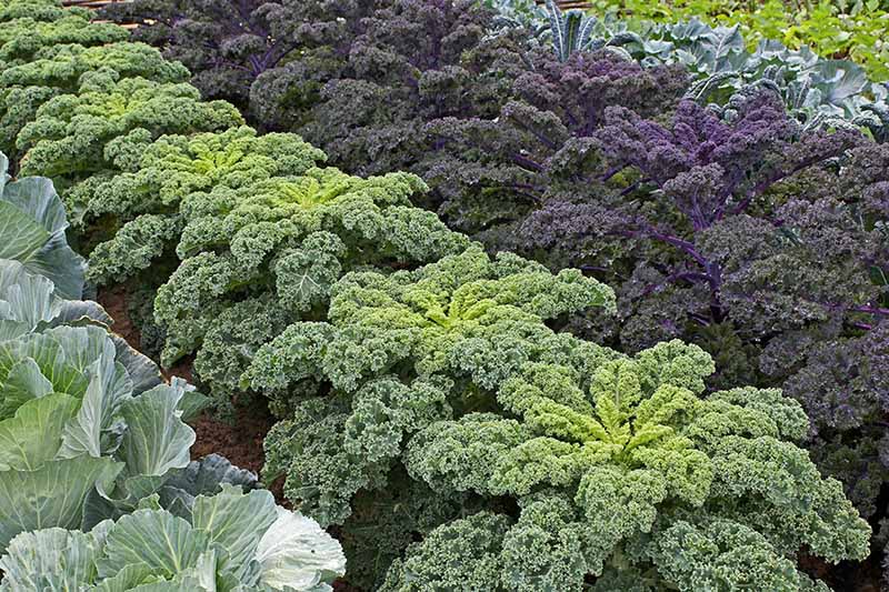 羽衣甘蓝:整齐成排的大而成熟的羽衣甘蓝植物，与卷心菜和其他蔬菜间BOB体育APP苹果下载作。在画面中央是一个淡绿色的卷曲品种，它的右边是一个大的紫色品种。