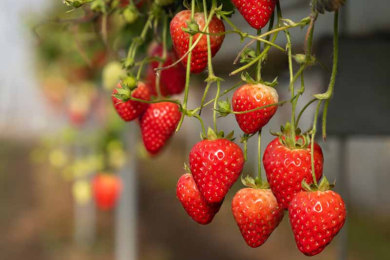 明亮的红色，成熟的草莓挂在树枝上的一个柔和的焦点背景。