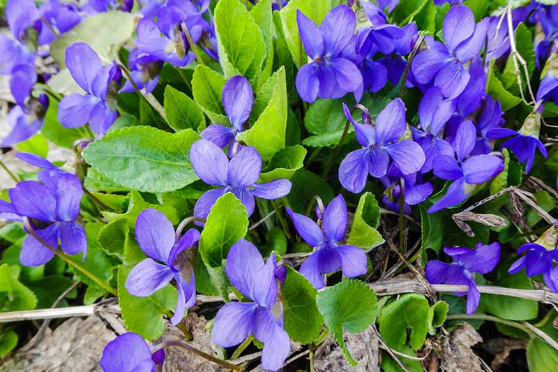 一个小的蓝色本地紫罗兰生长在花园与淡绿色的叶子褪色的背景柔和焦点。