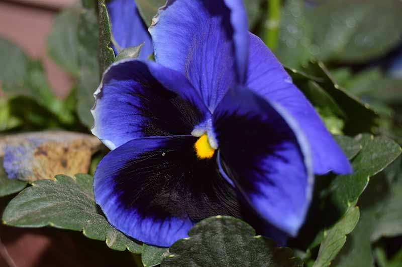 一个黑蓝双色中提琴的特写，它生长在深绿色树叶包围的花园里。