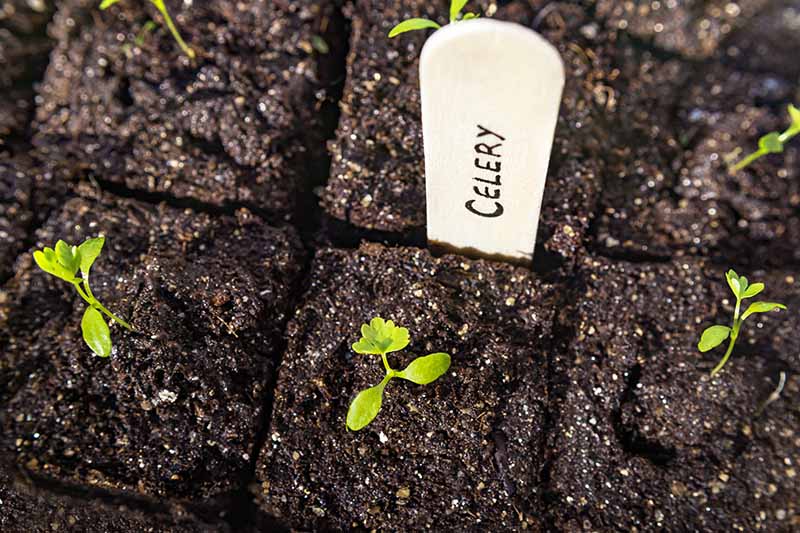 用白色植物标记在压缩土中生长的芹菜苗的近距离自上而下的图片。