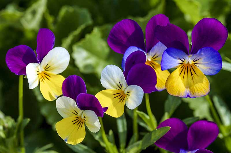 近距离的不同颜色的紫罗兰在明亮的阳光下生长在花园里种植在花园里。