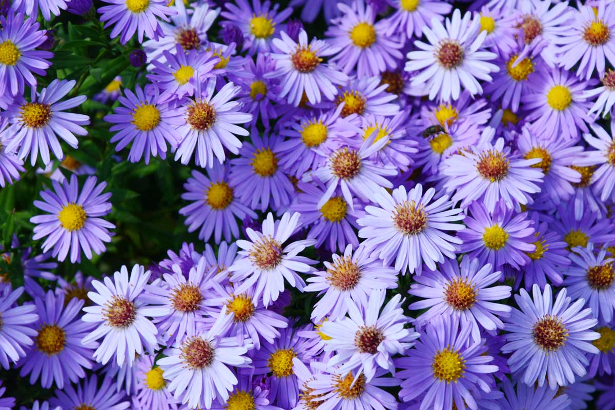 明亮的紫色花朵的特写多年生紫菀属植物的植物,生长在花园里阳光。