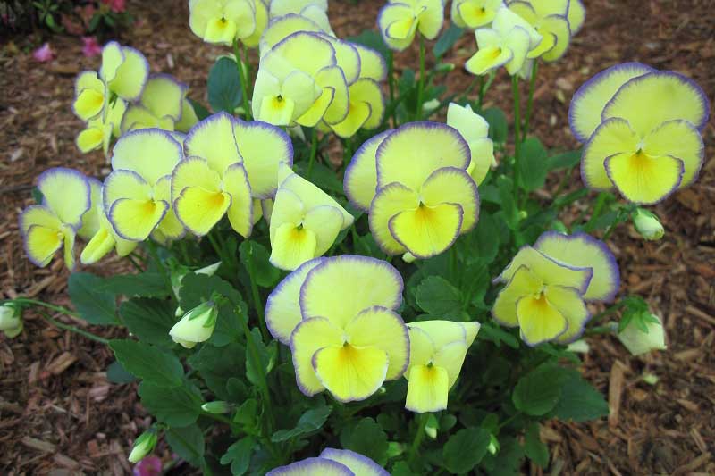 一丛“Etain”中提琴的特写，它生长在花园里，有着紫色边缘的特有的黄色花朵。