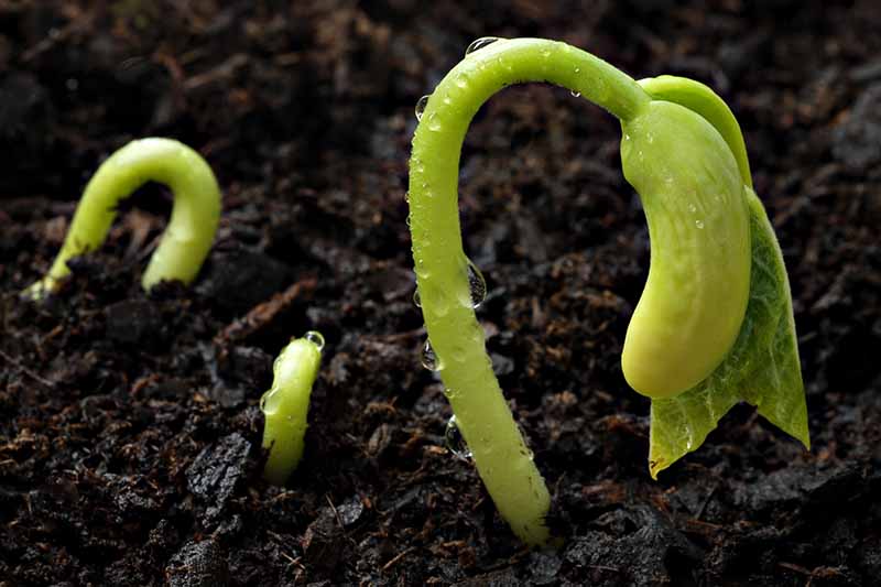 这张特写是刚刚在黑暗肥沃的土壤中发芽的小幼苗，它们微小的茎上有水滴。