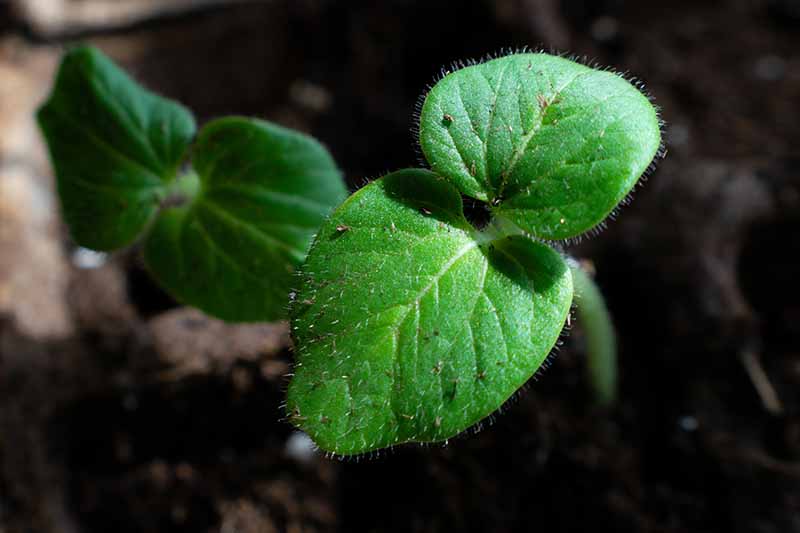 一个小的绿色幼苗在一个罐子里，明亮的绿色叶子与背景的黑暗的土地形成对比。