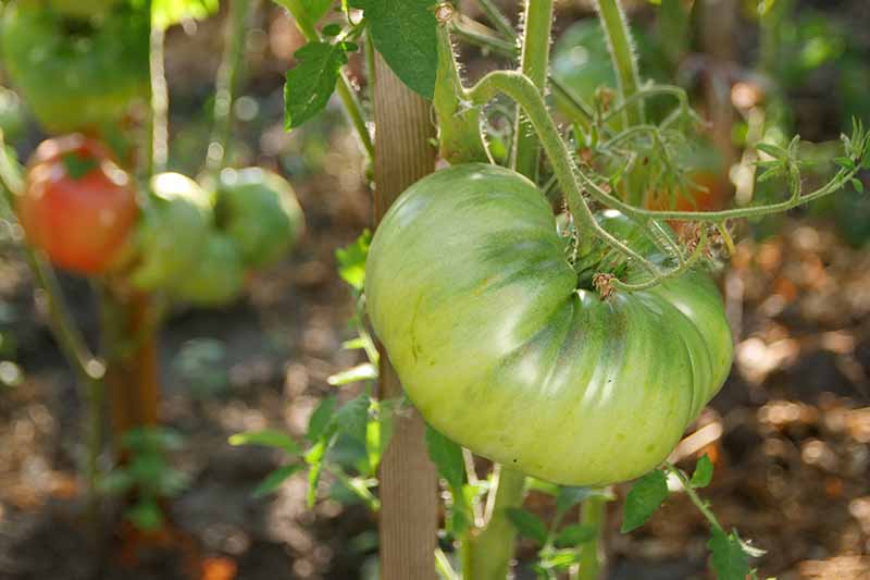 一个近距离的绿色番茄在藤蔓上生长在花园的软焦点背景。