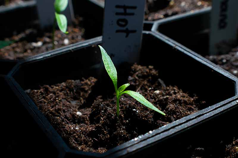 一个近距离的辣椒幼苗在一个小塑料花盆种植在肥沃的黑色土壤。