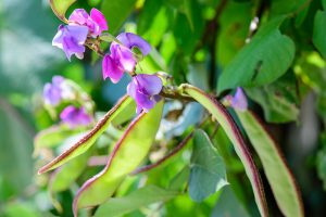 这是一棵生长在花园里的Lablab purpureus藤蔓的特写，在明亮的阳光下，在柔和的焦点背景下，有大的绿色叶子，紫色的花朵和绿色的种子荚。