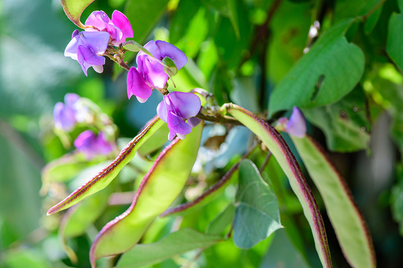 这是一棵生长在花园里的Lablab purpureus藤蔓的特写，在明亮的阳光下，在柔和的焦点背景下，有大的绿色叶子，紫色的花朵和绿色的种子荚。