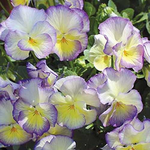 这是一幅黄色和紫色的“甜心”三色堇的特写，它生长在花园中，阳光明媚，背景中有柔和的焦点。