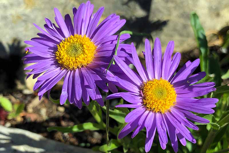在柔和的焦点背景下，明亮的阳光下，新英格兰紫菀植物的两朵紫色花朵的特写。