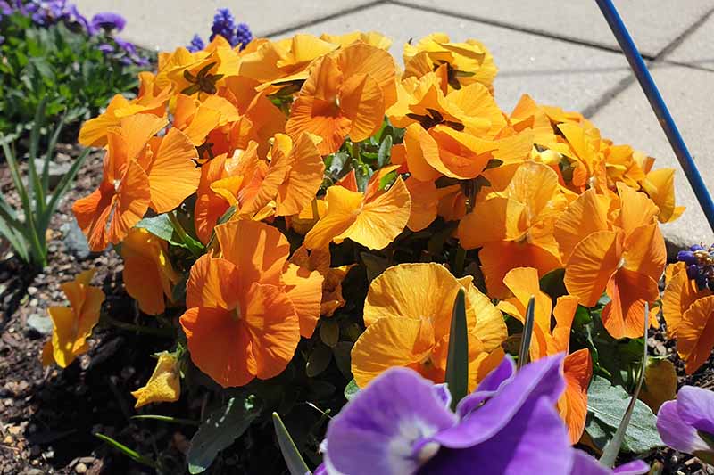 在明亮的阳光下，橙色的三色堇在花园容器中生长，背景是一块铺好的区域。
