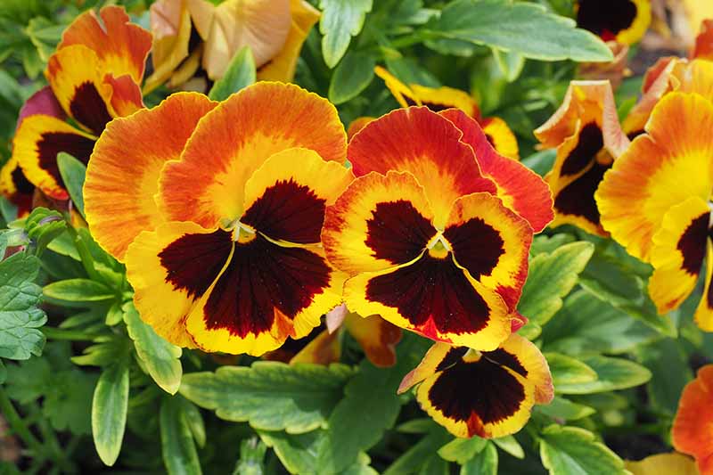 明亮的橙色和红色的三色堇生长在花园中，背景中有柔和的焦点。