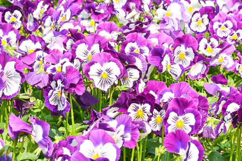 在明亮的阳光下，花园中生长着各种粉红色和紫色的“帕诺拉粉红色阴影”三色堇。