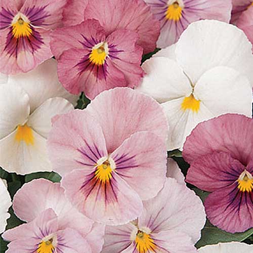 “帕诺拉粉红阴影”花的特写，白色，浅粉色和深粉色。