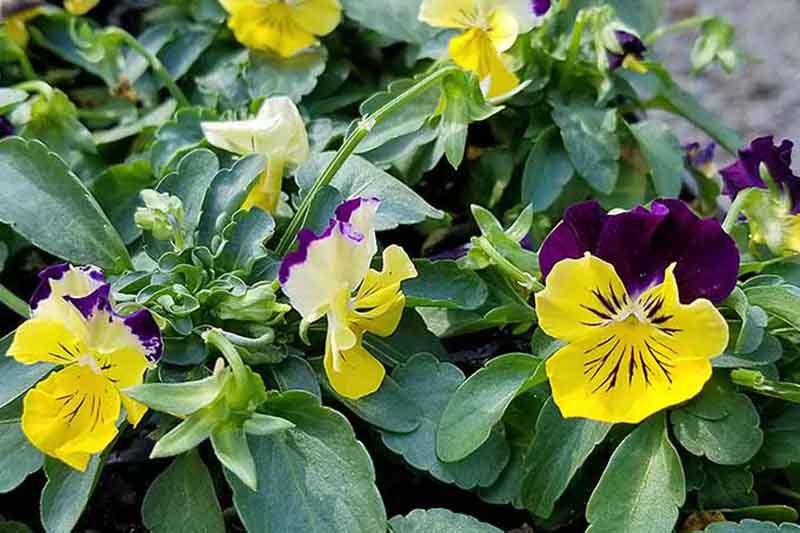一个近距离的ColorMax三色堇生长在花园里，黄色和紫色的小花被树叶包围。