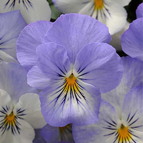 一个近距离的浅蓝色和白色的花“Plentifall霜”中提琴在一个软焦点背景。