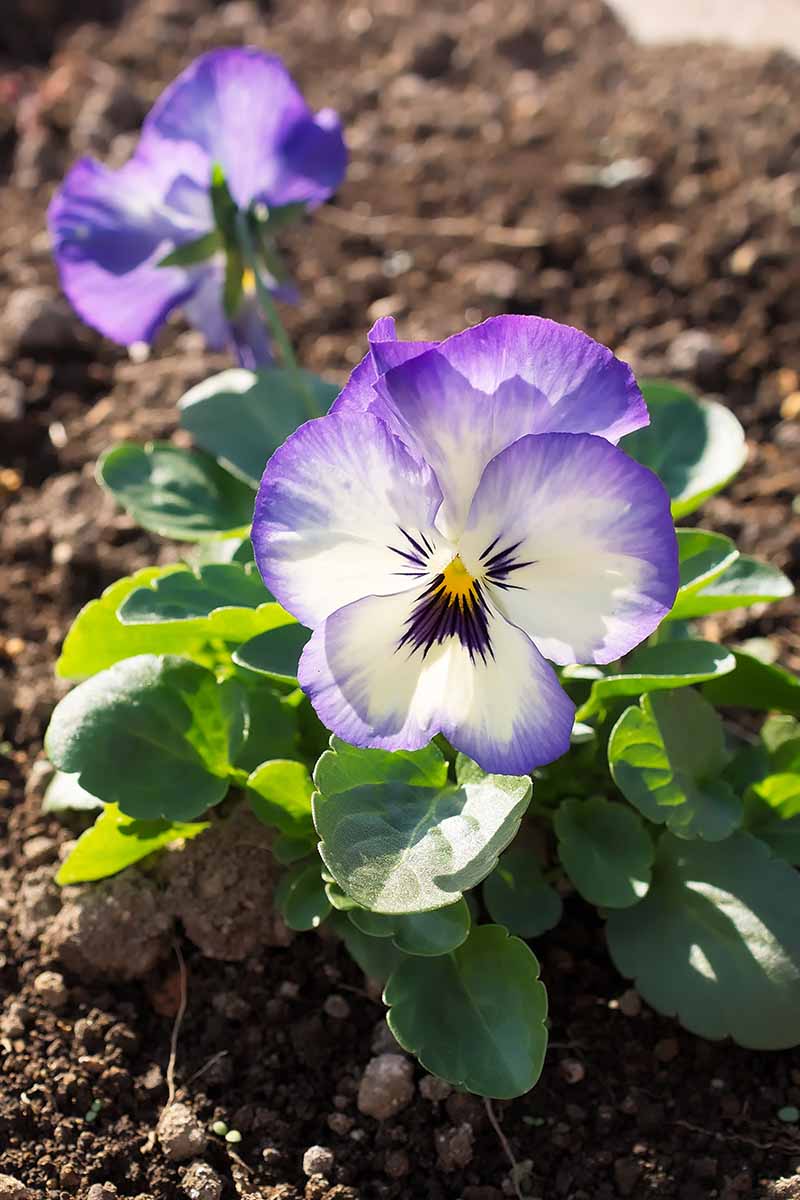 一个紫色和白色的中提琴生长在花园在明亮的阳光在一个软焦点背景垂直图片。
