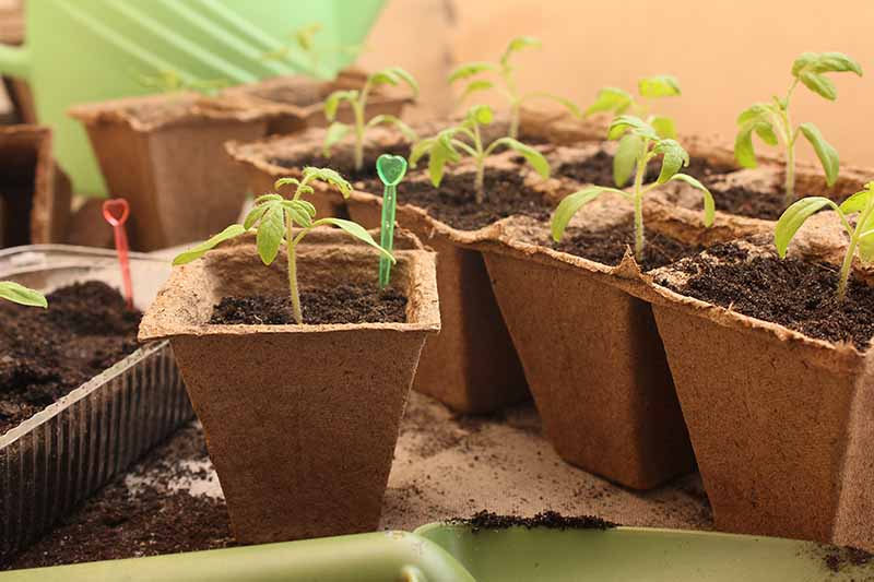 一个近距离的种子开始罐，每个小番茄幼苗开始发芽，褪色到背景的软焦点。