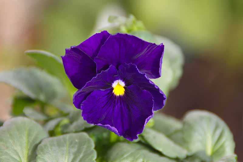 一个紫色三色堇花的特写，背景中有柔和的焦点。