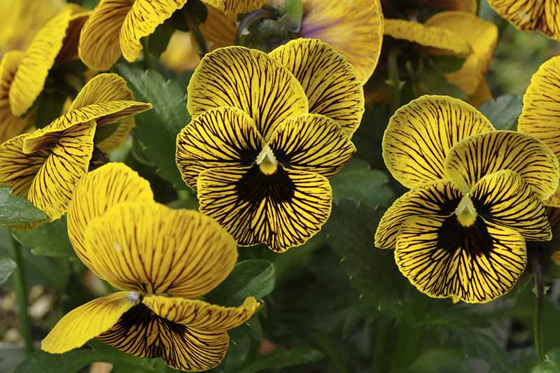 “虎眼”三色堇品种的特写，黄色花朵和深色条纹，背景中有柔和的焦点。
