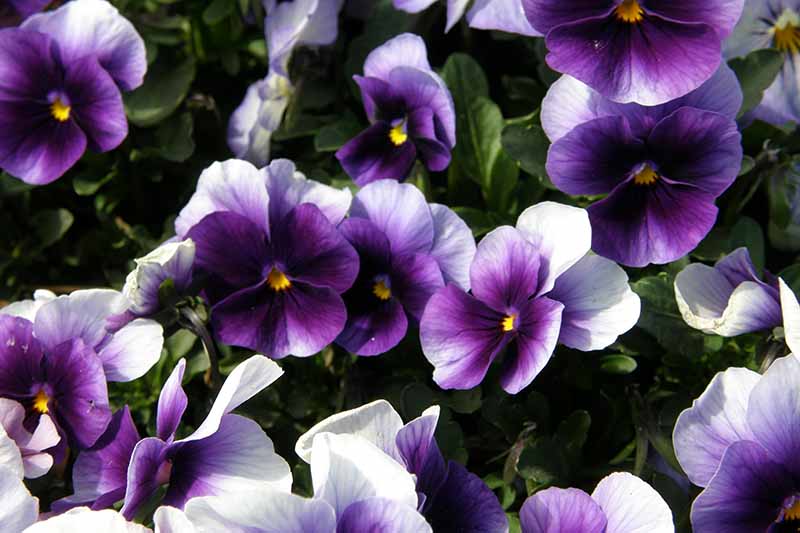 白色和紫色的三色堇在明亮的阳光下生长在花园的一个近距离的软焦点背景。
