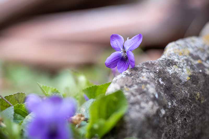 一个小紫色野花生长在一个软焦点背景下的岩石旁边的特写。