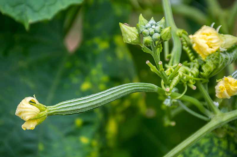 在柔和的绿色背景下，一株年轻的丝瓜植物生长在花园里，黄色的花朵和长而绿色的果实。