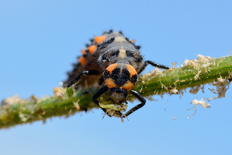 近距离的食肉昆虫享用蚜虫在一根树枝上蓝天的背景。
