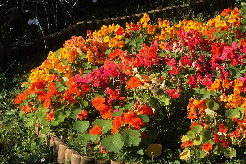 一个近距离的花园边界充满了各种不同的金莲花在所有不同的颜色，在背景是一个花园床在阴影。