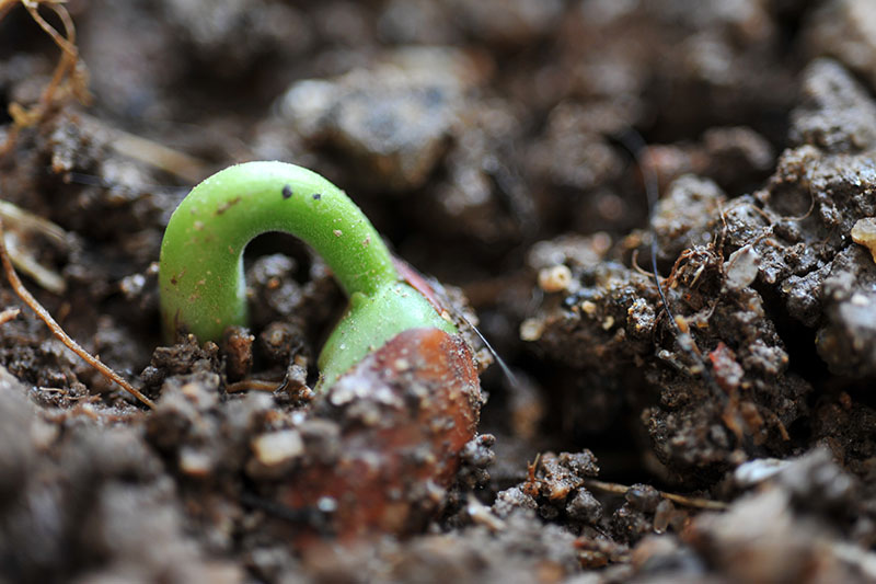 密切的菜豆种子开始发芽,推动通过黑暗的肥沃土壤。