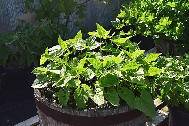 布什的近距离的豆科植物在一个木制的桶在明亮的阳光下软焦点的背景。