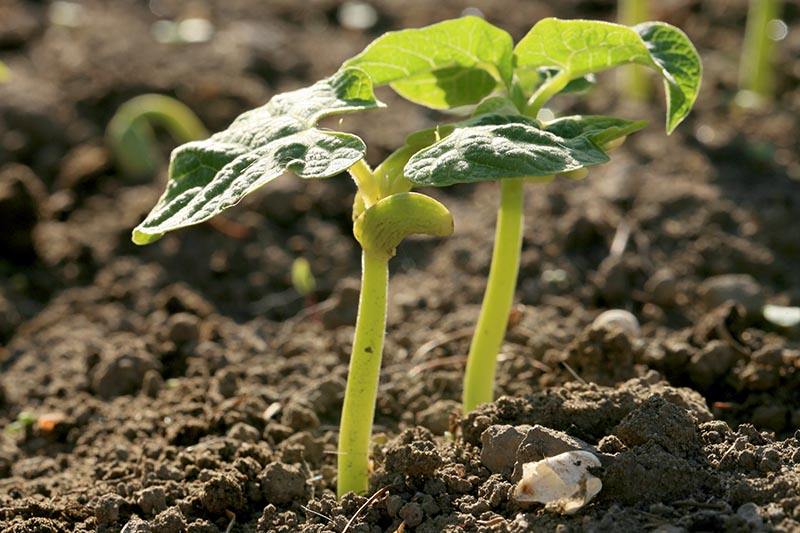 结束了年轻的菜豆植物在花园里,见光阳光与土壤背景软焦点。BOB体育APP苹果下载