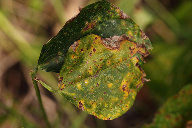密切的叶子感染真菌疾病,棕色的边缘。