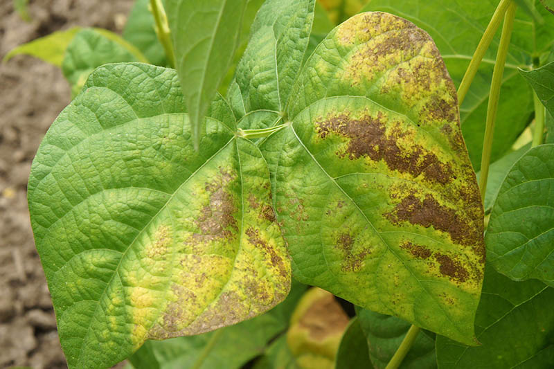 近距离的菜豆感染疾病的树叶使树叶变黄和棕色。