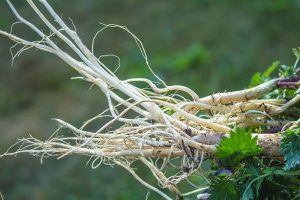 A close up of a freshly harvested stinging nettle root that has been cleaned, on a green soft focus background.