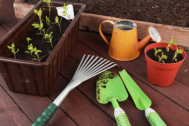 一个近距离的各种园艺工具，室内园艺与浇水罐，罐子和种子启动盘，和小型手工工具，设置在一个木制表面。