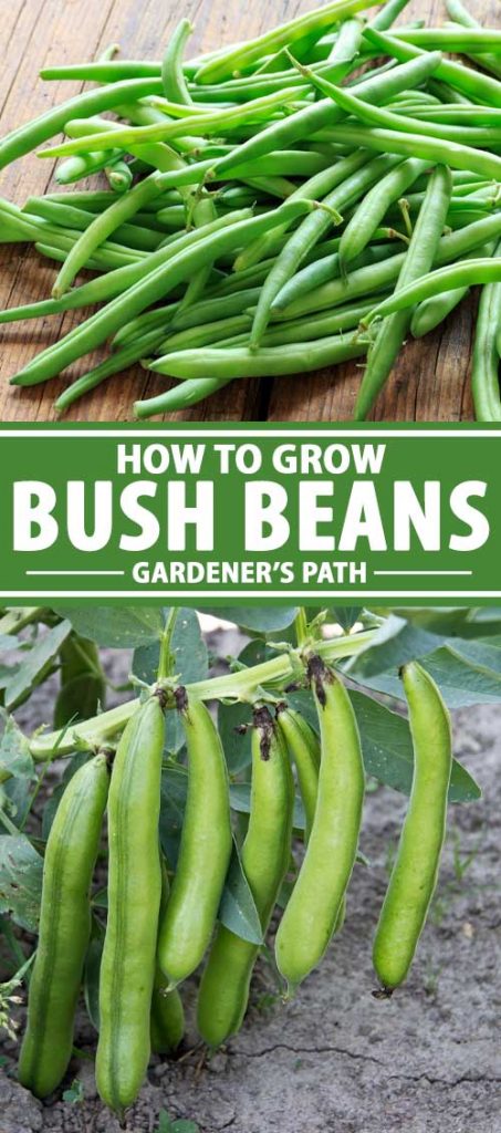 拼贴显示布什风格绿豆生长在一个花园。