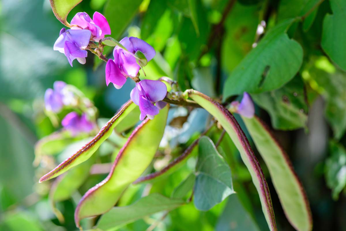 近距离的扁豆紫色葡萄树种植在花园里,与大的绿叶,紫色的花朵,和绿豆荚,在明亮的阳光下。