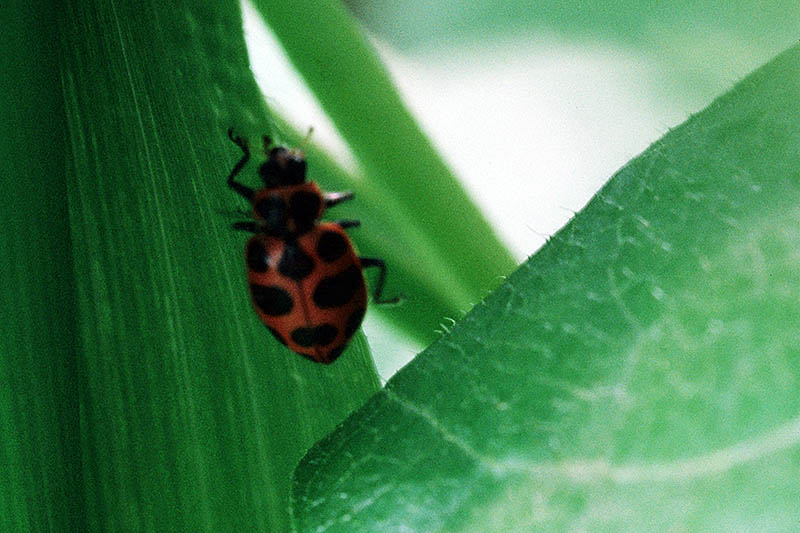 红色和黑色的近距离发现甲虫在绿叶软焦点的背景。
