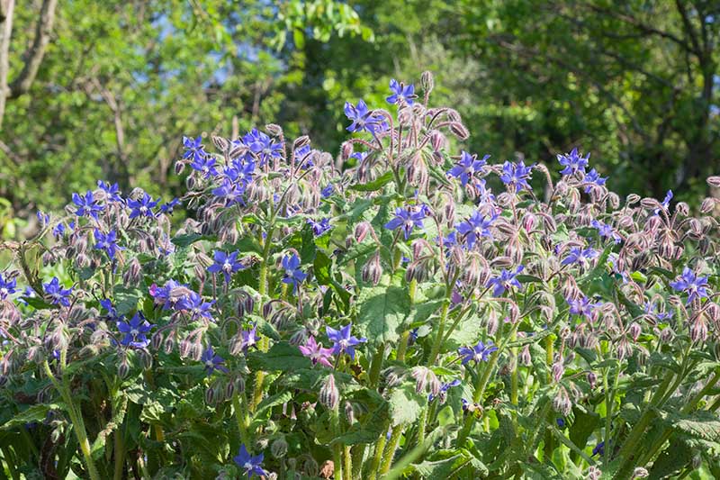 在明亮的阳光下，一片生长在花园里的波拉戈(Borago officinalis)，蓝色的花朵与绿色的叶子形成了鲜明的对比。